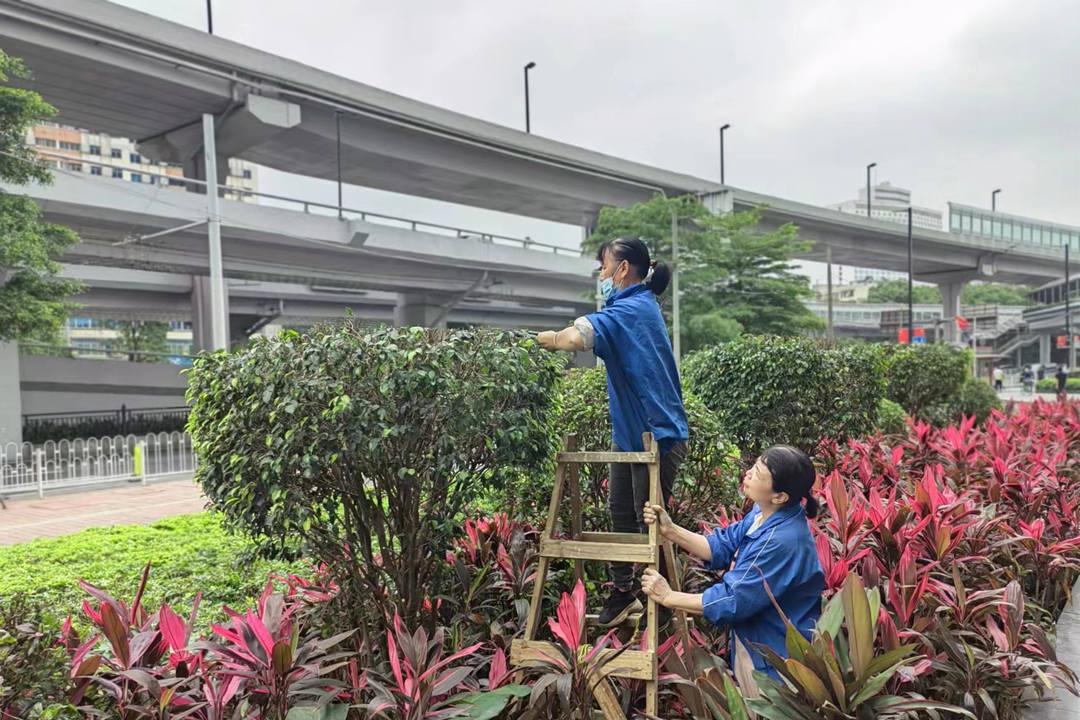 逸翠湾小区绿化养护修剪